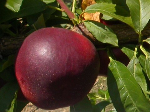 GARDETA Murcia