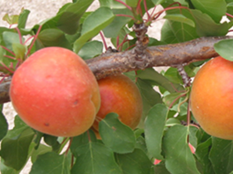 Estrella Murcia