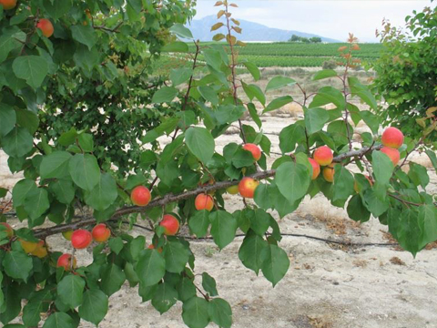 Mirlo Rojo Murcia